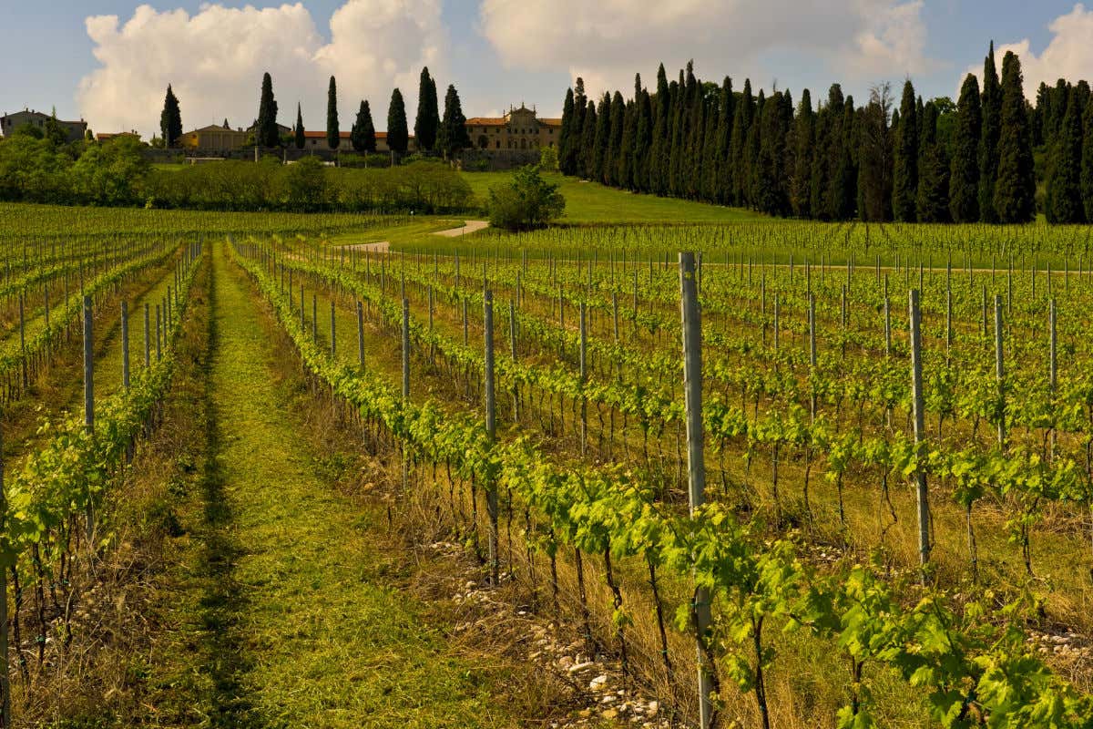 I Bonomo di Monte del Frà la famiglia del vio